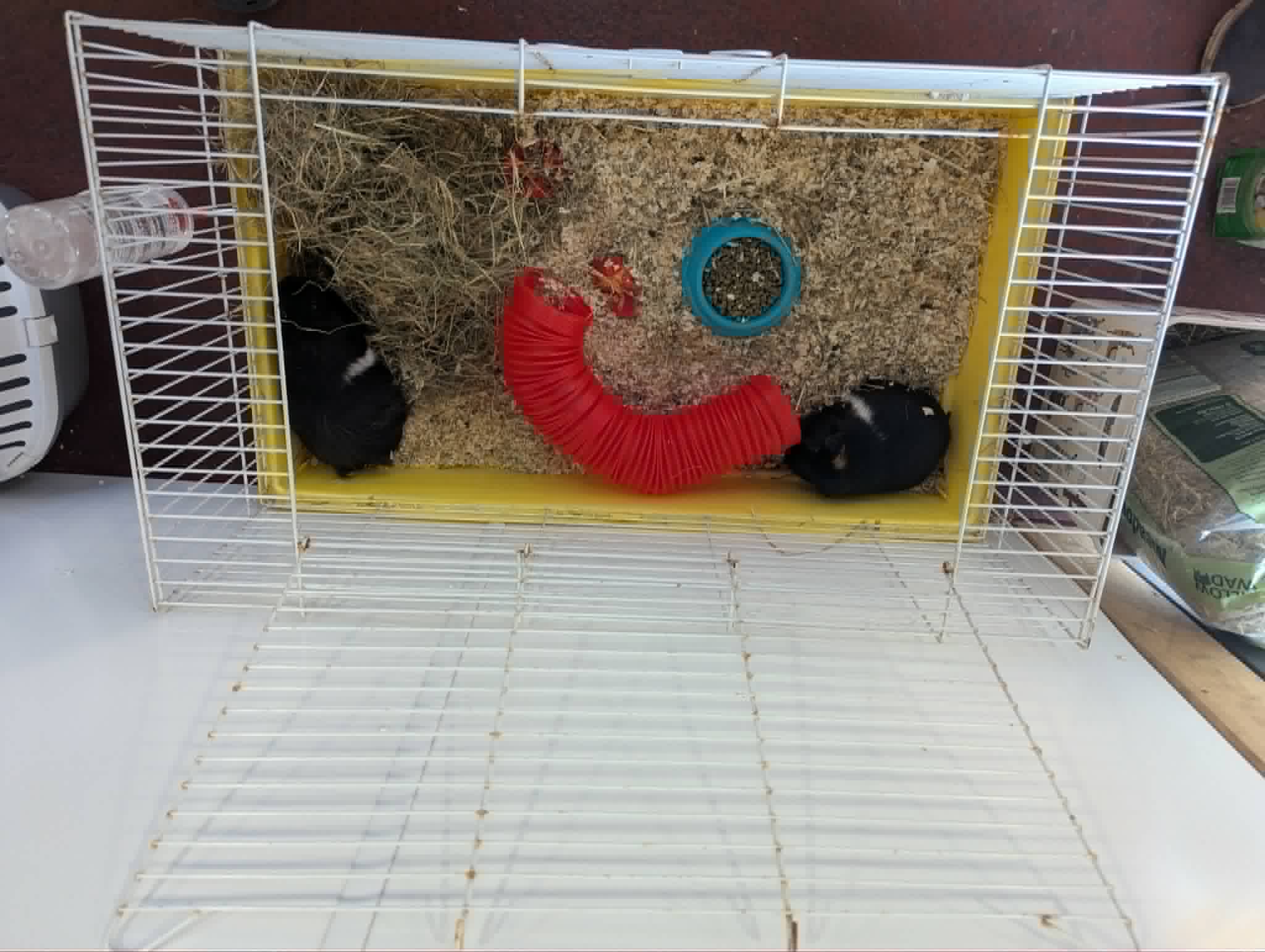Two guinea pigs in their prepared pen with hay, bedding and a play tunnel