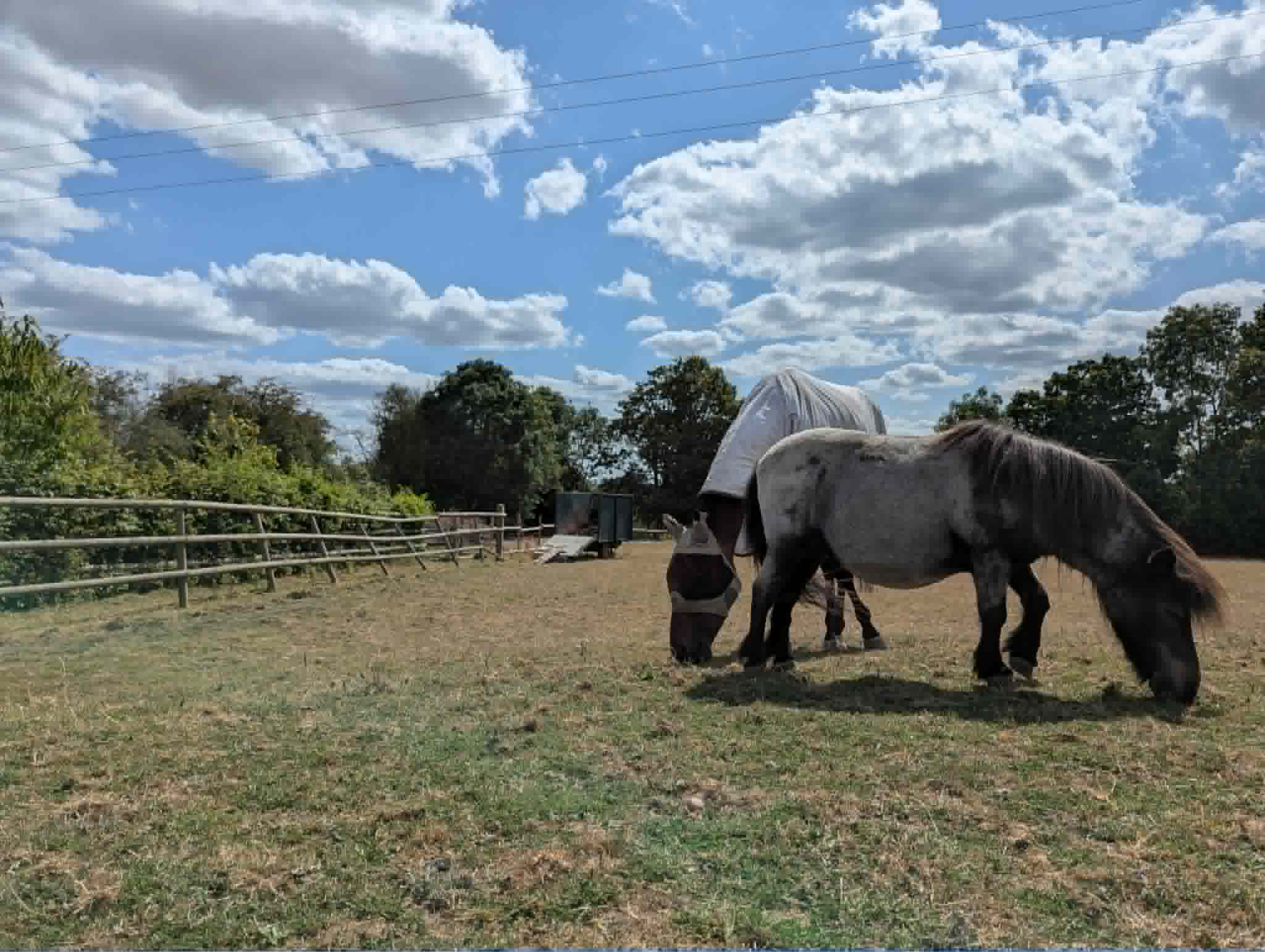 Horses grazing in the open fields at Merryfields farm beneath a bright sky